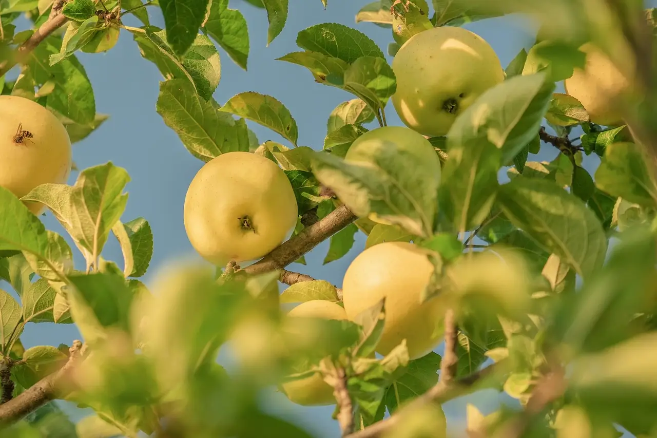 The Friday File: Apple HomeView; AT&T Mexico; Nokia ECE